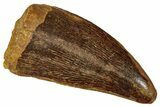 Carcharodontosaurus Tooth - Real Dinosaur Tooth #341267-1